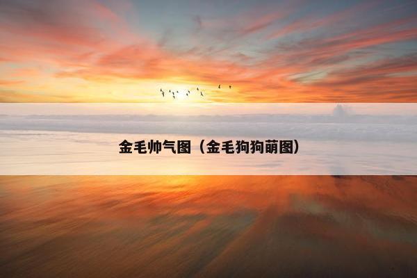金毛帅气图（金毛狗狗萌图）