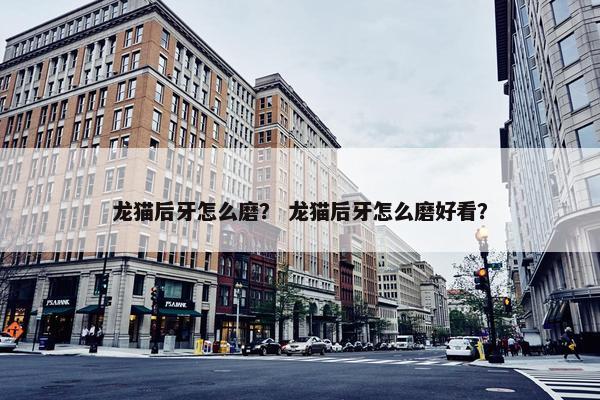 龙猫后牙怎么磨？ 龙猫后牙怎么磨好看？