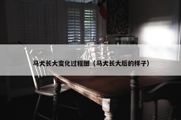 马犬长大变化过程图（马犬长大后的样子）