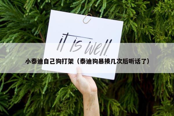 小泰迪自己狗打架（泰迪狗暴揍几次后听话了）
