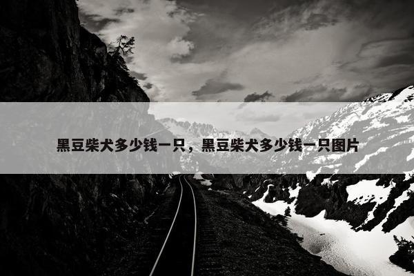 黑豆柴犬多少钱一只，黑豆柴犬多少钱一只图片
