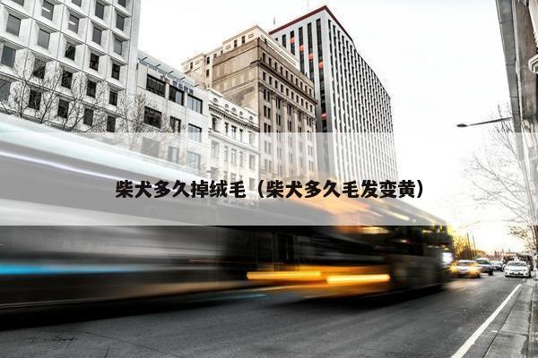 柴犬多久掉绒毛（柴犬多久毛发变黄）