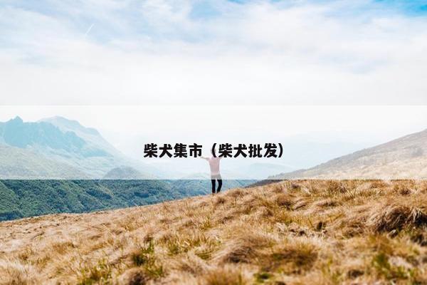 柴犬集市（柴犬批发）