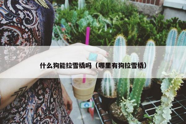什么狗能拉雪橇吗（哪里有狗拉雪橇）