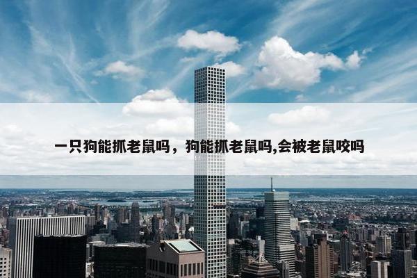 一只狗能抓老鼠吗，狗能抓老鼠吗,会被老鼠咬吗