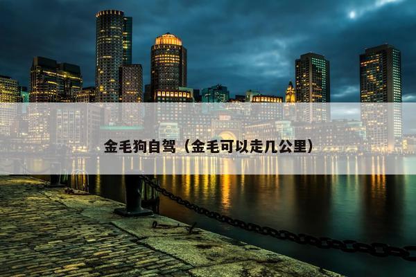 金毛狗自驾（金毛可以走几公里）