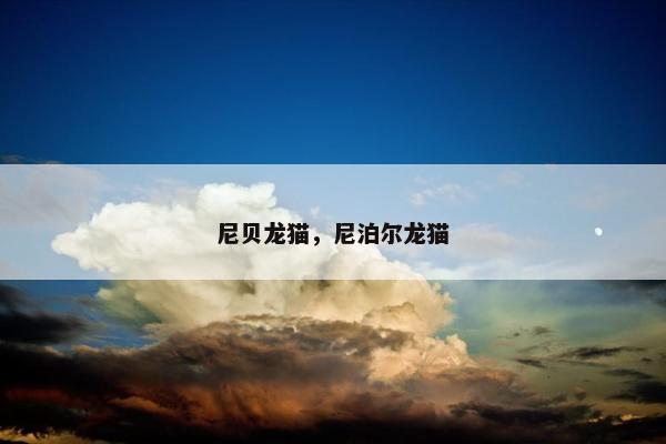 尼贝龙猫，尼泊尔龙猫