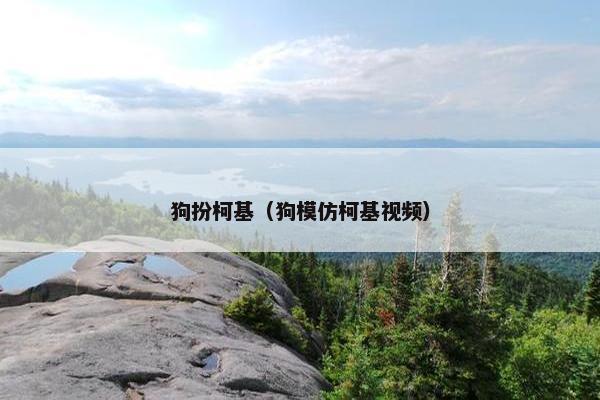 狗扮柯基（狗模仿柯基视频）