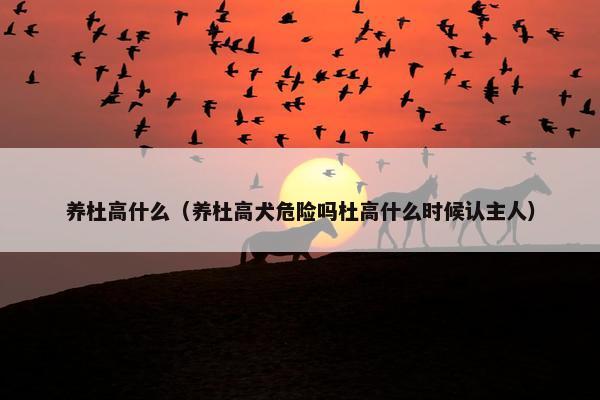 养杜高什么（养杜高犬危险吗杜高什么时候认主人）