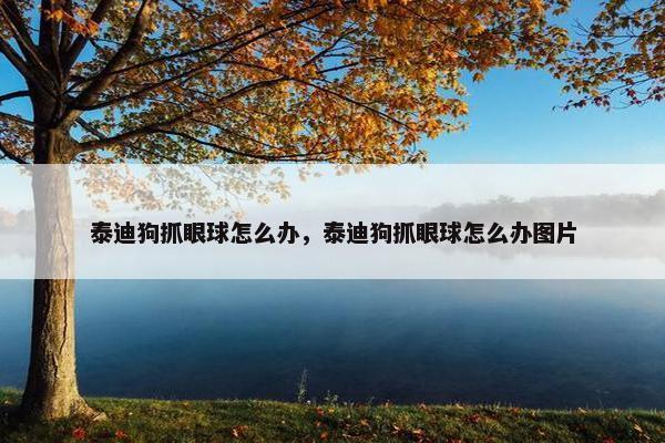 泰迪狗抓眼球怎么办，泰迪狗抓眼球怎么办图片