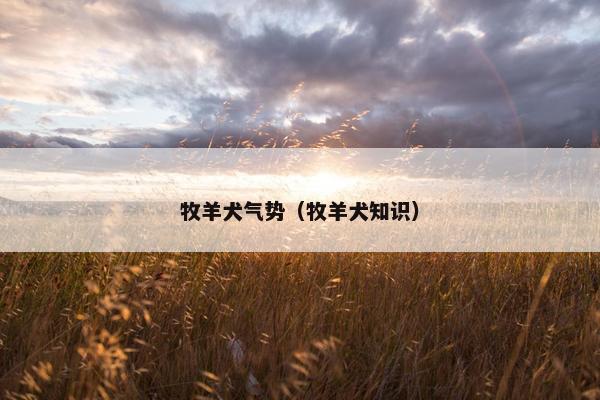 牧羊犬气势（牧羊犬知识）