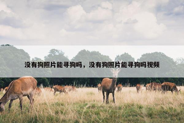 没有狗照片能寻狗吗，没有狗照片能寻狗吗视频