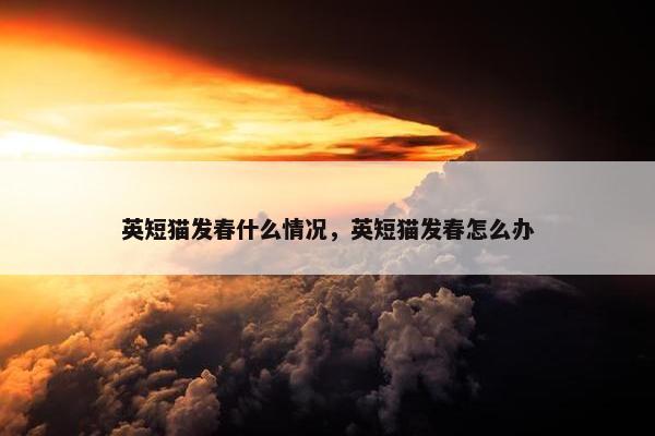 英短猫发春什么情况，英短猫发春怎么办
