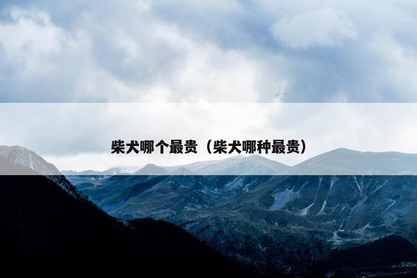 柴犬哪个最贵（柴犬哪种最贵）