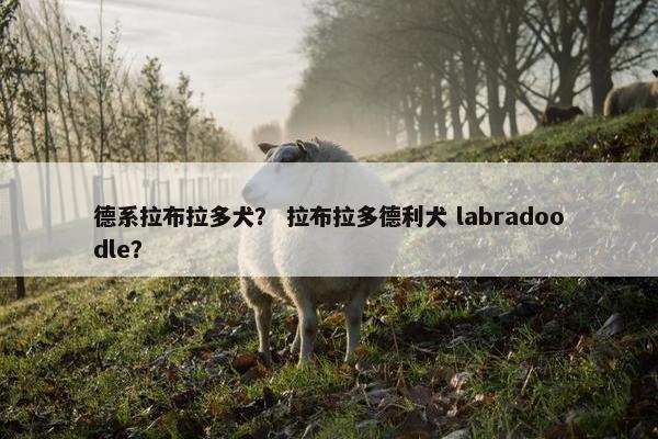 德系拉布拉多犬？ 拉布拉多德利犬 labradoodle？
