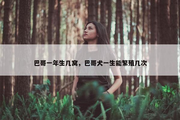 巴哥一年生几窝，巴哥犬一生能繁殖几次