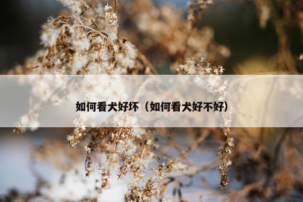 如何看犬好坏（如何看犬好不好）
