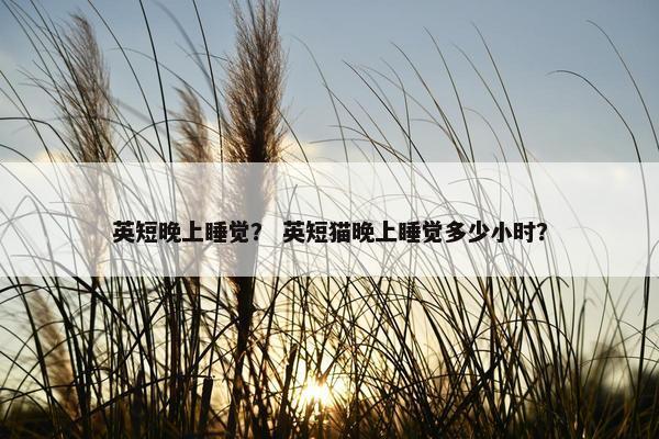 英短晚上睡觉？ 英短猫晚上睡觉多少小时？