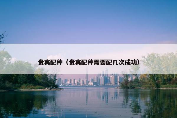 贵宾配种（贵宾配种需要配几次成功）