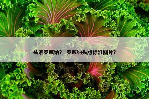头条罗威纳？ 罗威纳头版标准图片？