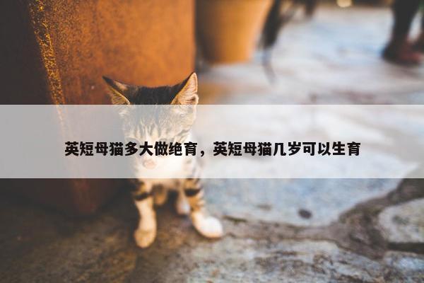 英短母猫多大做绝育，英短母猫几岁可以生育