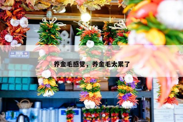 养金毛感觉，养金毛太累了
