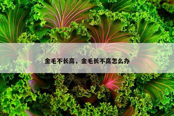 金毛不长高，金毛长不高怎么办