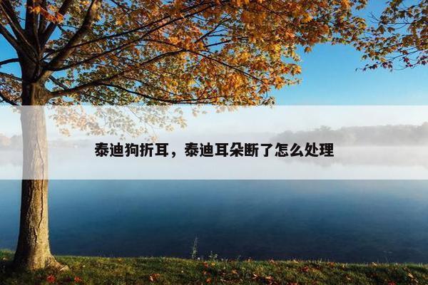 泰迪狗折耳，泰迪耳朵断了怎么处理