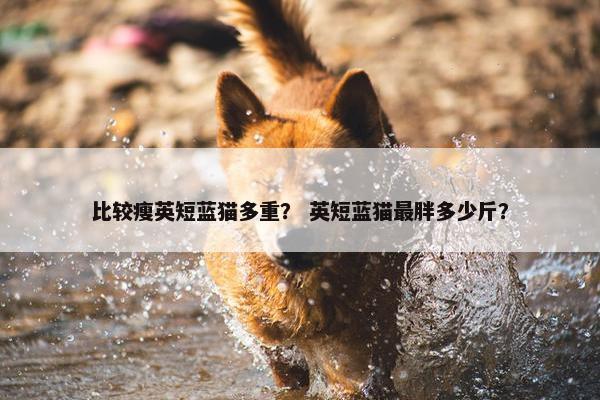 比较瘦英短蓝猫多重？ 英短蓝猫最胖多少斤？