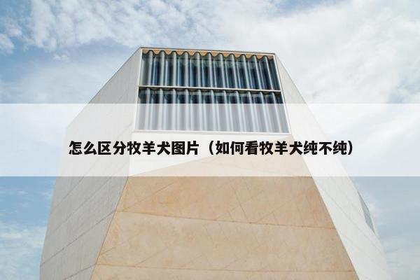 怎么区分牧羊犬图片（如何看牧羊犬纯不纯）