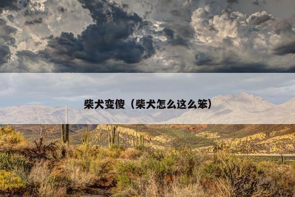柴犬变傻（柴犬怎么这么笨）