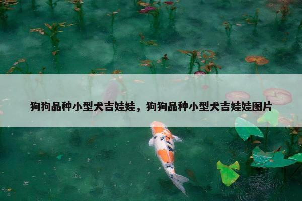狗狗品种小型犬吉娃娃，狗狗品种小型犬吉娃娃图片