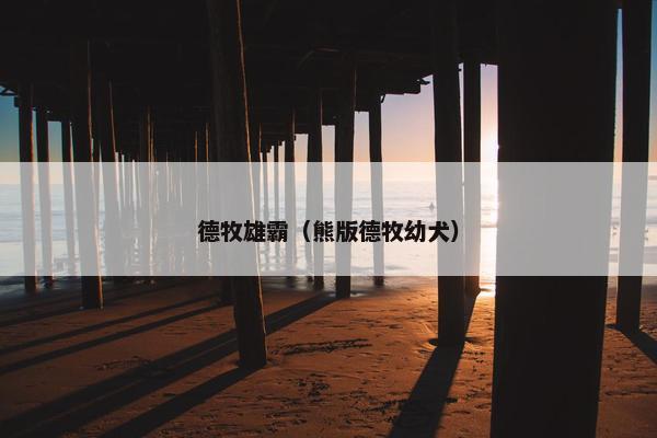 德牧雄霸（熊版德牧幼犬）