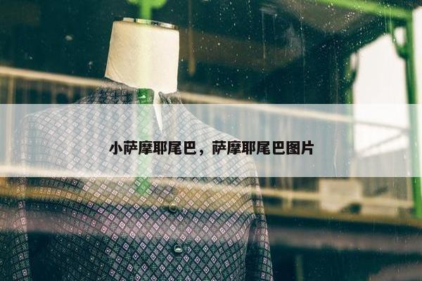小萨摩耶尾巴，萨摩耶尾巴图片