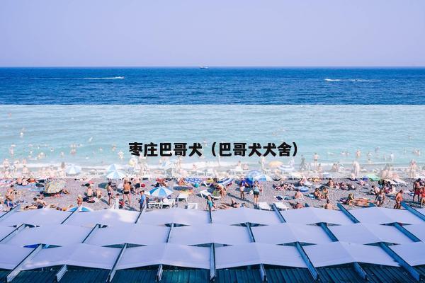 枣庄巴哥犬（巴哥犬犬舍）