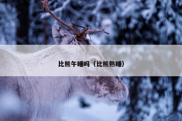 比熊午睡吗（比熊熟睡）