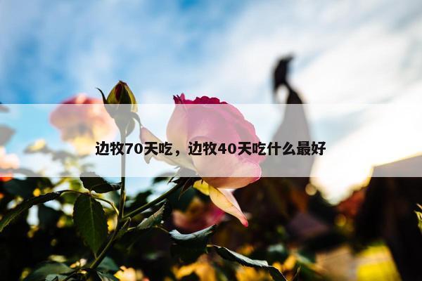 边牧70天吃，边牧40天吃什么最好
