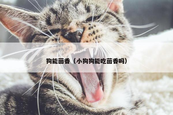 狗能茴香（小狗狗能吃茴香吗）