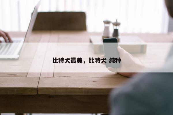 比特犬最美，比特犬 纯种