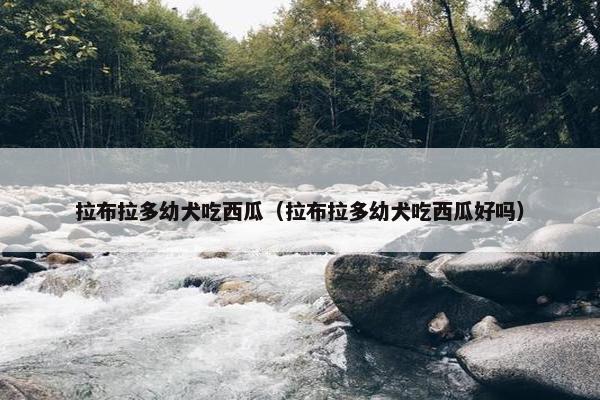 拉布拉多幼犬吃西瓜（拉布拉多幼犬吃西瓜好吗）