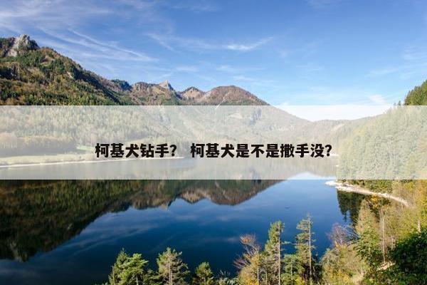 柯基犬钻手？ 柯基犬是不是撒手没？