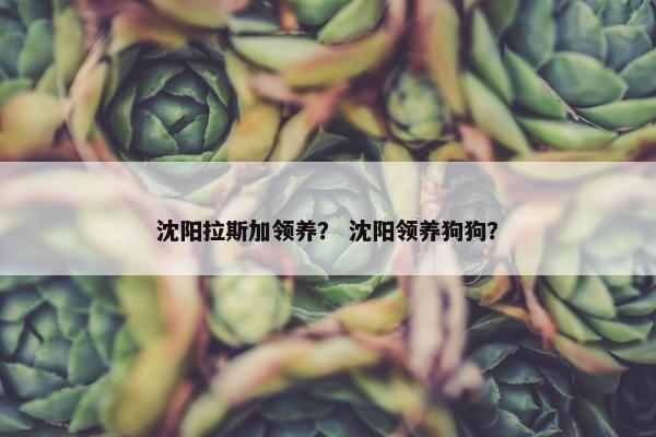 沈阳拉斯加领养？ 沈阳领养狗狗？