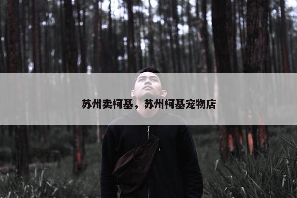 苏州卖柯基，苏州柯基宠物店