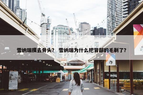 雪纳瑞摸去骨头？ 雪纳瑞为什么把背部的毛剃了？
