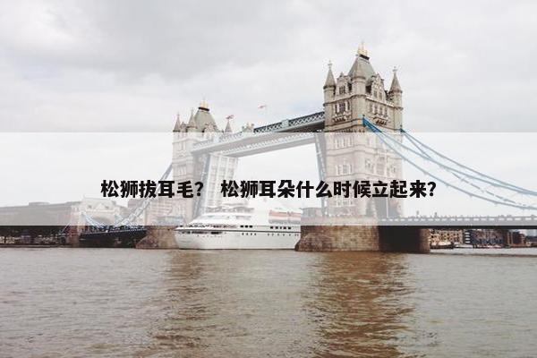松狮拔耳毛？ 松狮耳朵什么时候立起来？