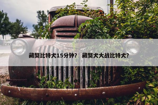 藏獒比特犬15分钟？ 藏獒犬大战比特犬？