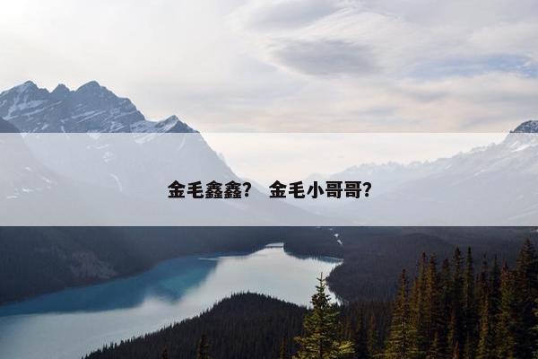 金毛鑫鑫？ 金毛小哥哥？