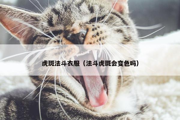 虎斑法斗衣服（法斗虎斑会变色吗）
