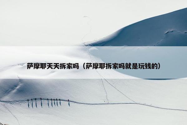 萨摩耶天天拆家吗（萨摩耶拆家吗就是玩钱的）