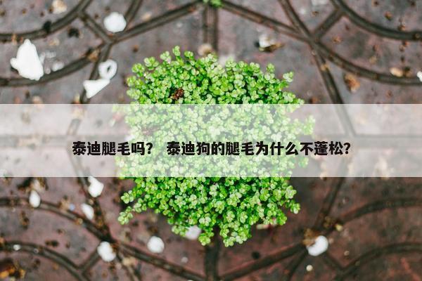 泰迪腿毛吗？ 泰迪狗的腿毛为什么不蓬松？